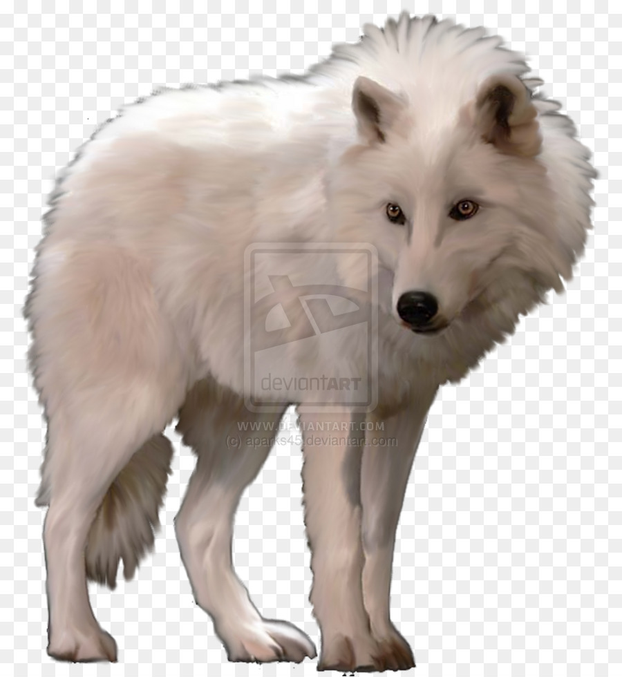 Hund Arctic wolf Polarfuchs Eisbär - Arctic Fox