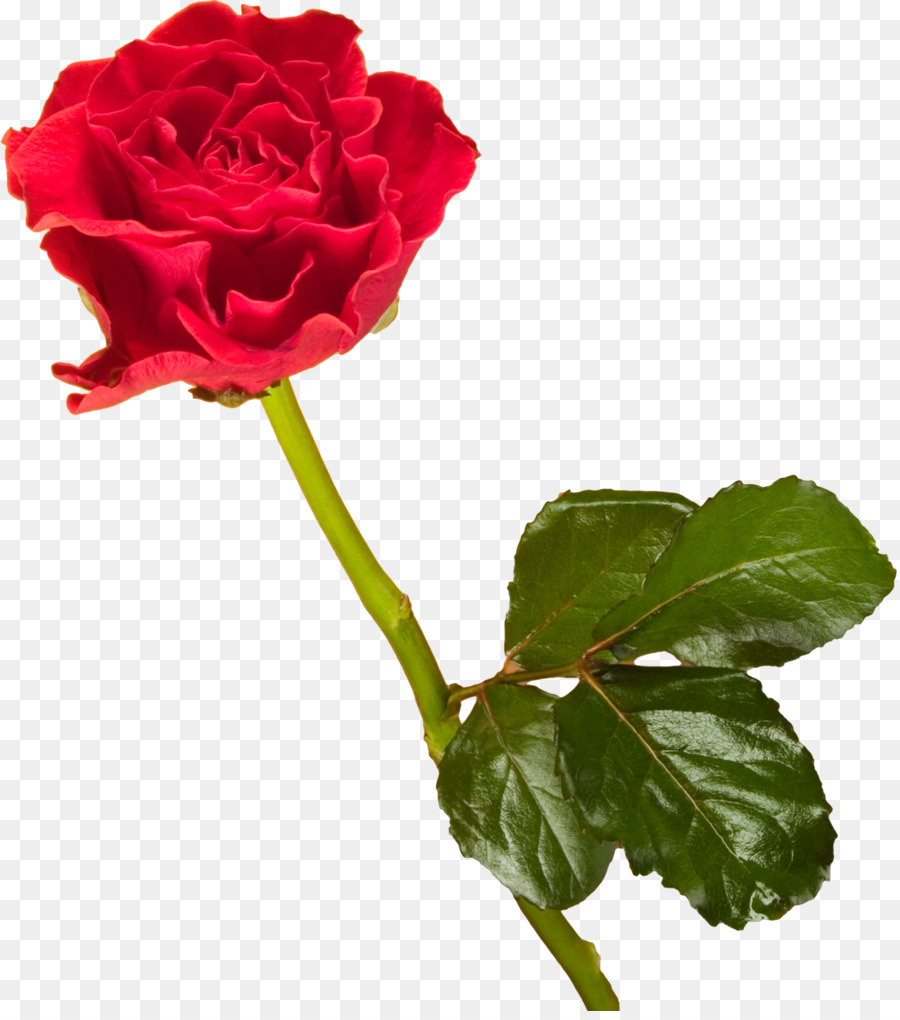 Hochzeit Einladung Tag der Mutter Wunsch Vater des Tages - rote rose