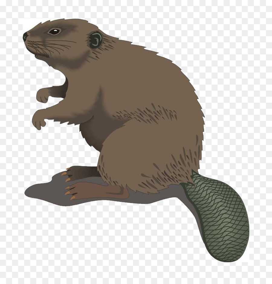 Beaver Cartoon ClipArt - castoro