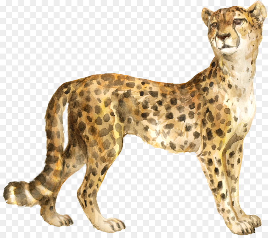 Ghepardo Il Caos Pile Gatto Felidae Cougar - ghepardo