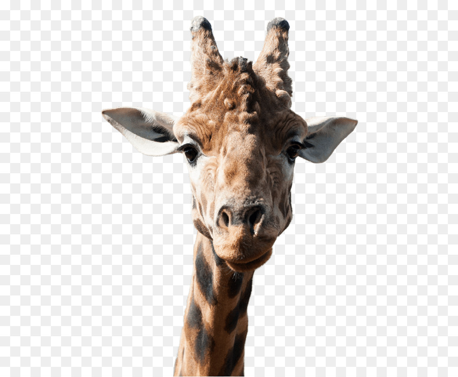 Giraffe National Zoo & Aquarium Tier PoeticKinetics - Giraffe