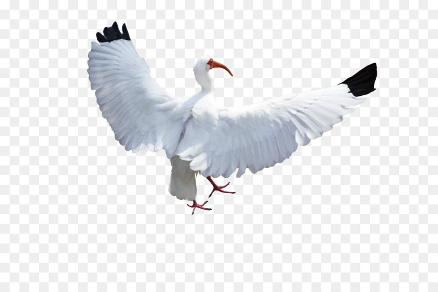 Vogel Columbidae Kranich-Flug - Vögel