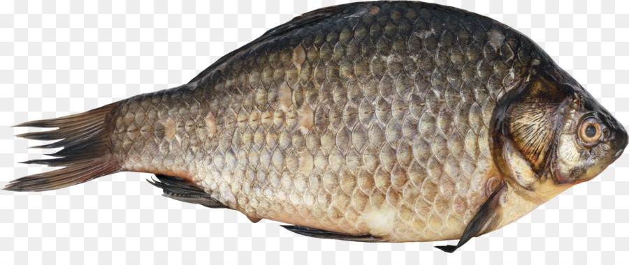 Pesce Digitale immagine Clip art - pesce