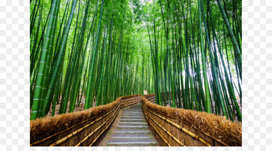 Arashiyama Foresta di Bambù di fotografia Stock Royalty free - bambù