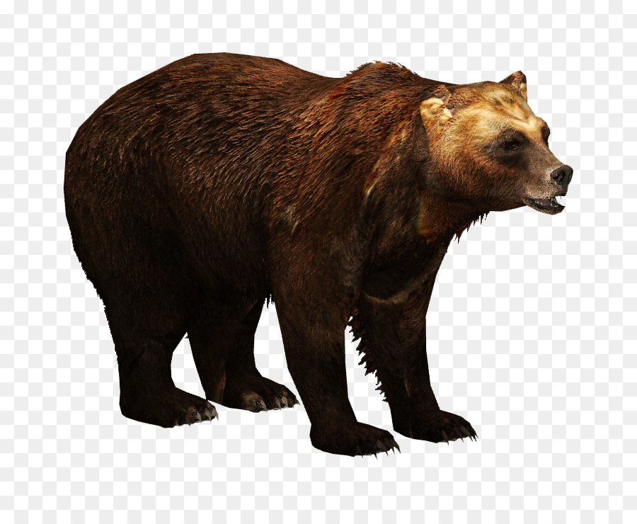 Thú ông Trùm 2 Kamchatka gấu nâu Biến Cifer á Âu gấu nâu - Gấu