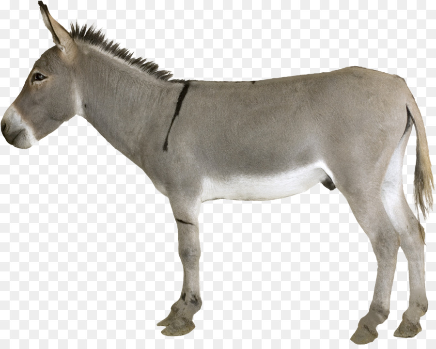 Donkey Con Ngựa Mare - Donkey