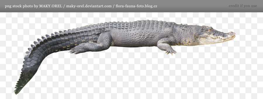 Krokodil Alligator Clip art - Alligator