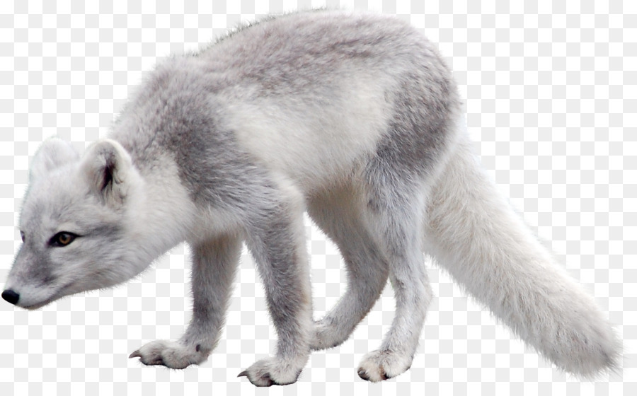 Arctic fox, Polar bear Arctic hare - Arctic Fox
