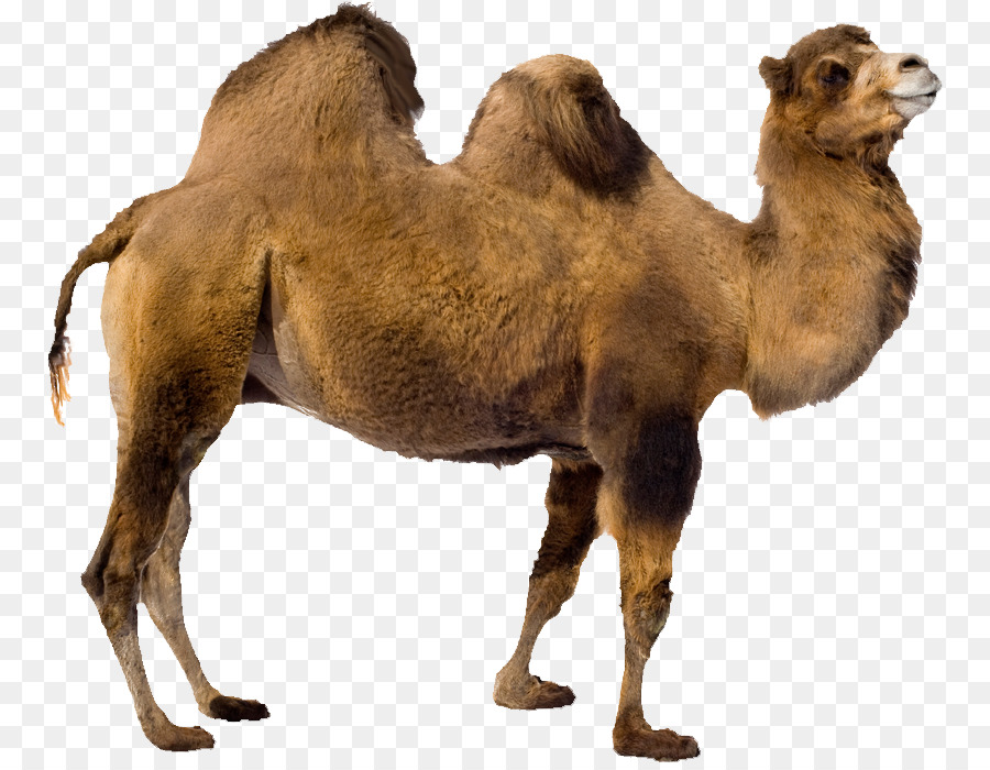 Baktrische Kamel Dromedar - Camel