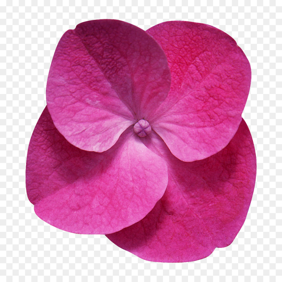 Blume Desktop Wallpaper Clip art - Flor