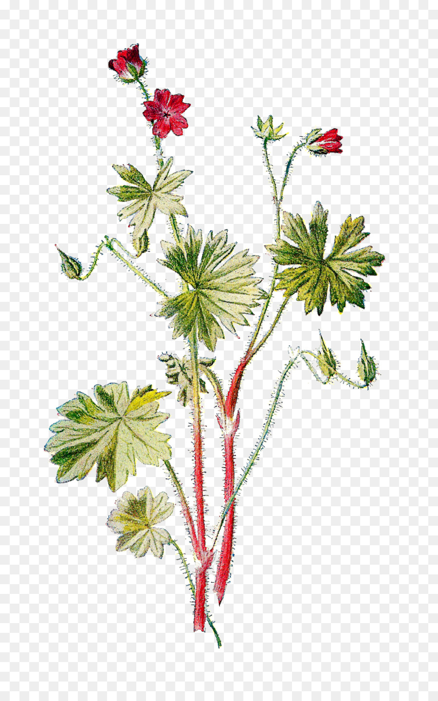 Geranium molle Gru fiori Selvatici del nord-ovest Pacifico Wildflower - botanico