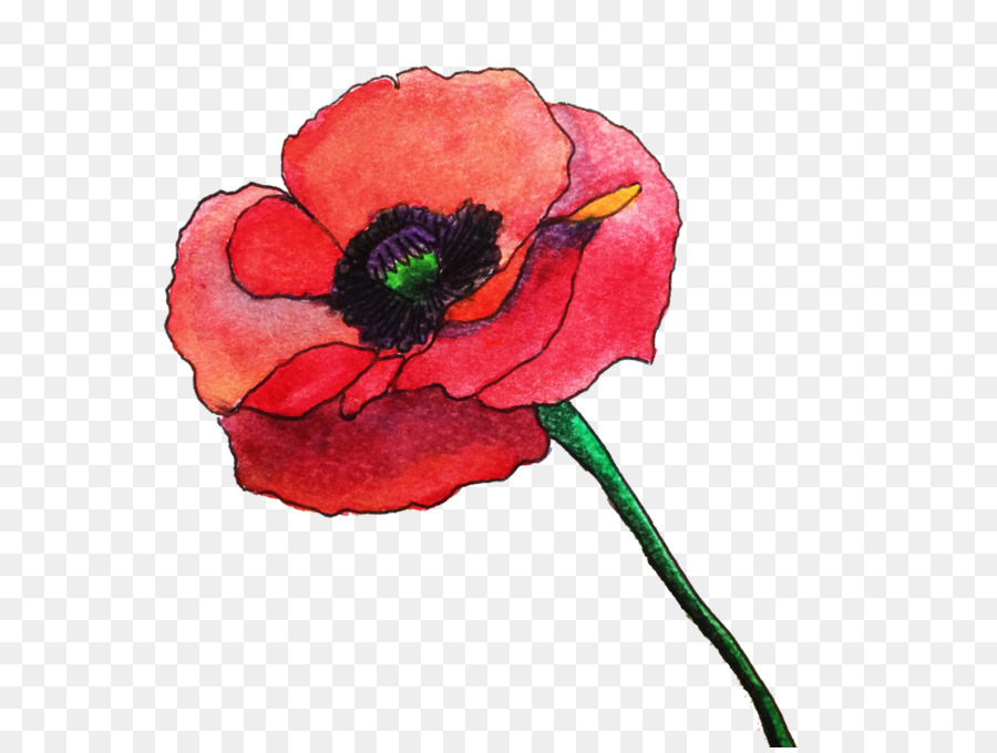 Gemeinsame Mohn Blüte Aquarell Malerei Remembrance poppy - Aquarell rose
