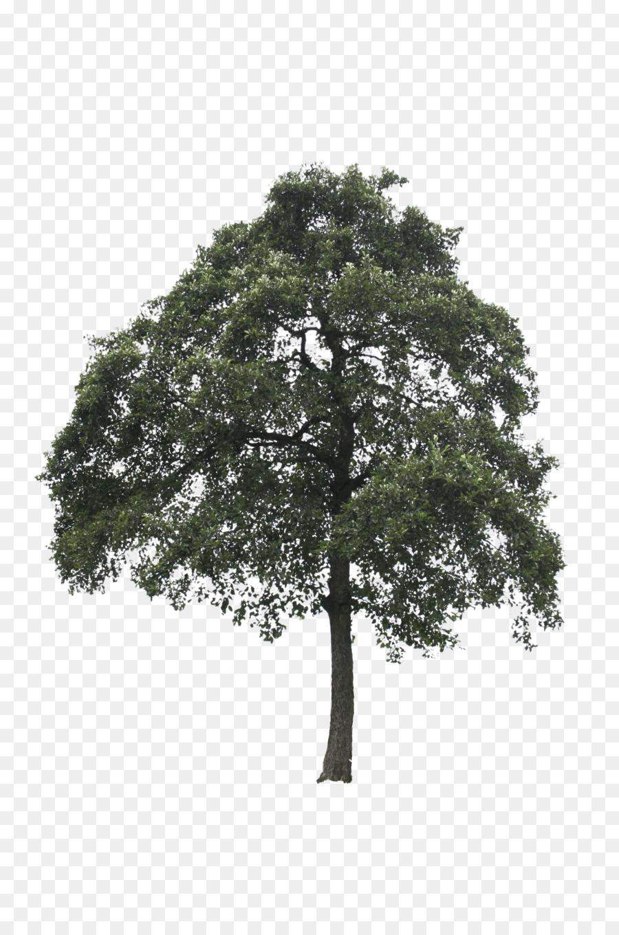 Out-Tree Eiche Linden - Baum