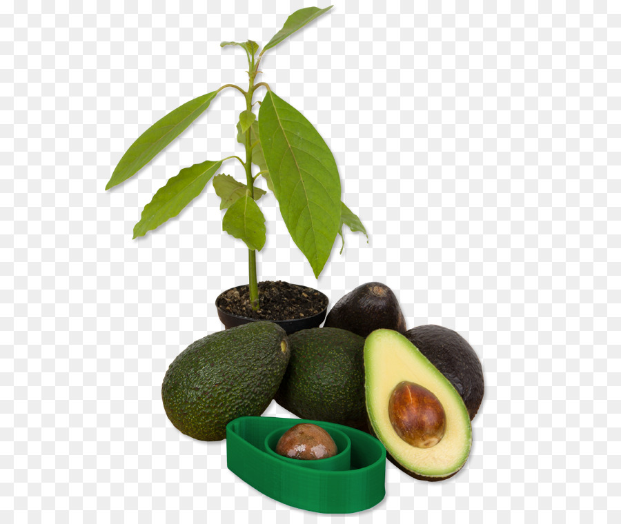 Avocado-Guacamole Keimung Der Aussaat Samen - Avocado
