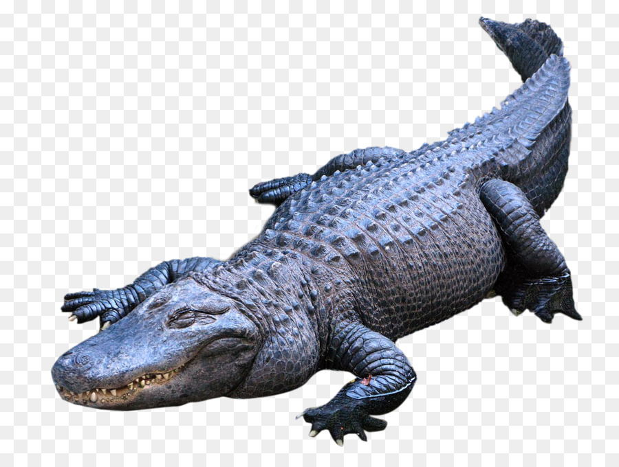 Amerikanische alligator Krokodile nilkrokodil - Krokodil