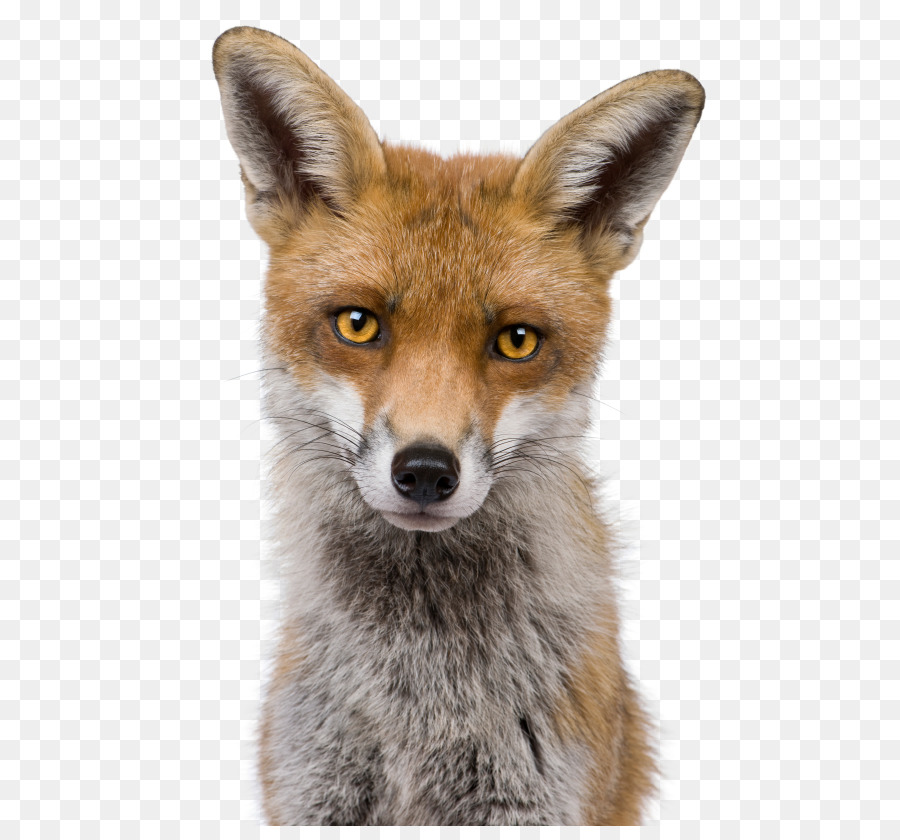 Red fox Kit fox colpo di Testa di fotografia Stock - Volpe