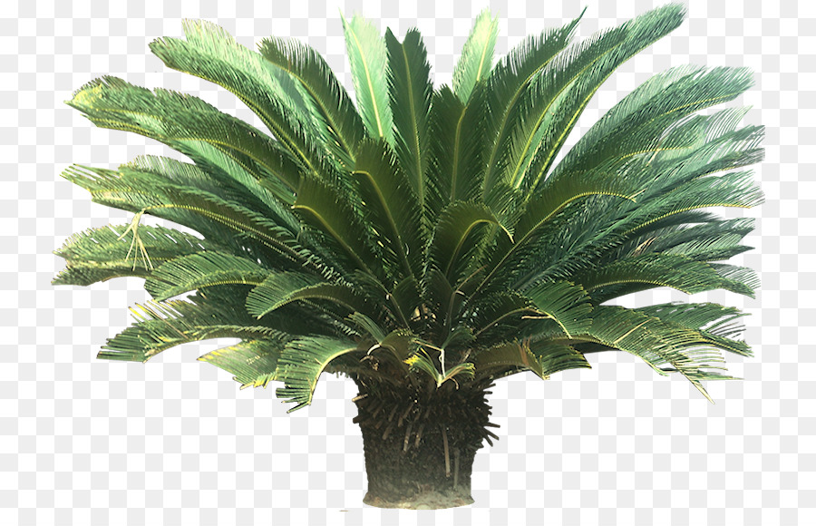 Sago Cycad Palmen Arecaceae Zimmerpflanze - Tropischen