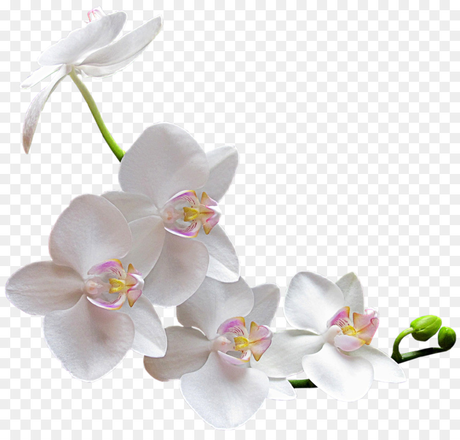 Orchideen Blume clipart - Aquarell weiße Blume