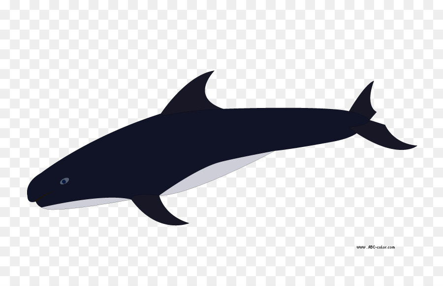 Porpoise di massima-dentate delfino tursiope Killer whale Clip art - Balena