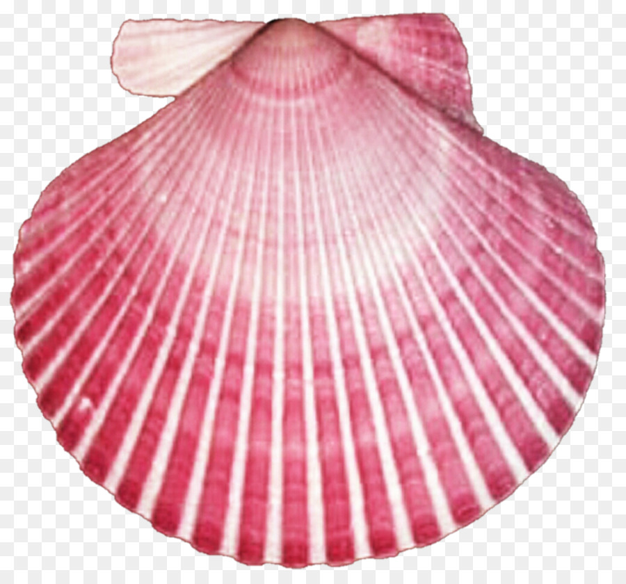 Seashell-Muschel-Bivalvia Clip-art - Seashell