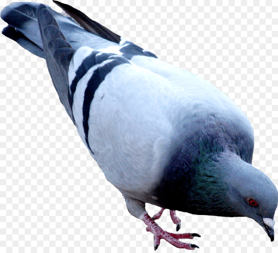 Columbidae Nazionale di pigeon Piccione Clip art - altri