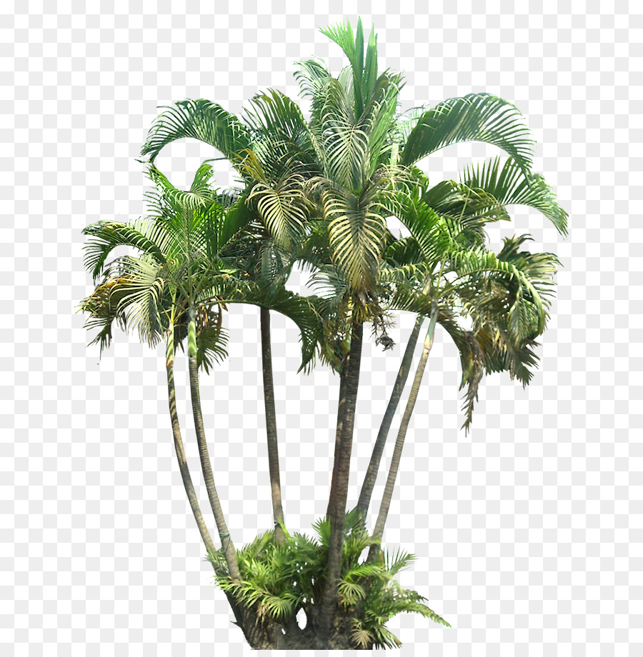 Arecaceae Tropici Impianto di ramo di Palma - palma