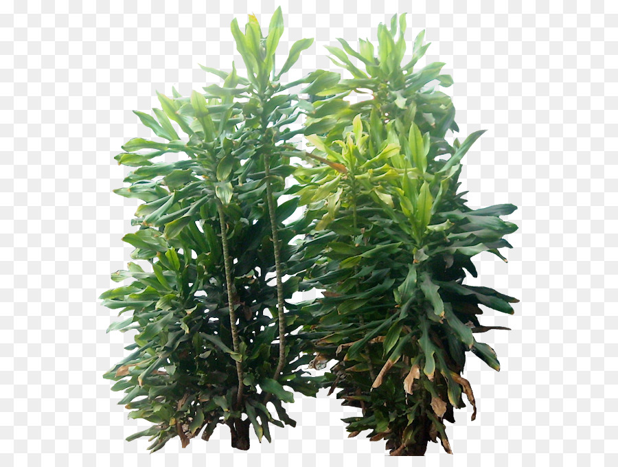 Paperplant cá Xiêm Cordia sebestena - nhiệt đới