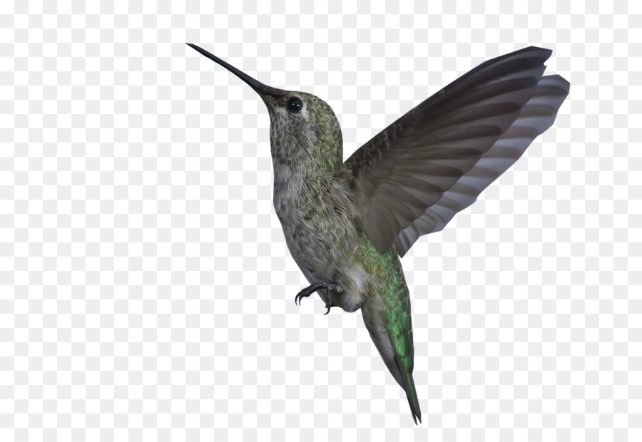 Cartoon Nature Background png download - 1400*960 - Free Transparent  Hummingbird png Download. - CleanPNG / KissPNG