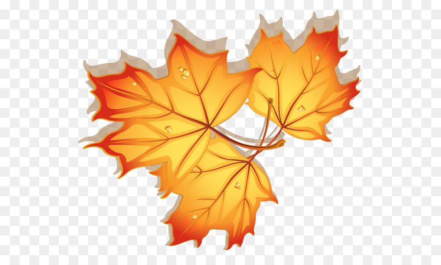 Foglia di acero, Autunno - foglie di autunno