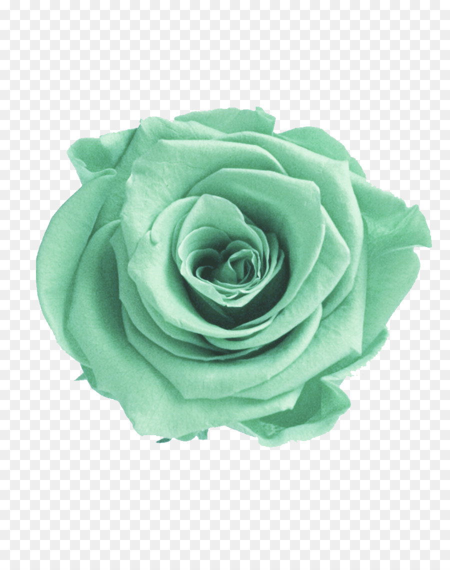 Le rose da giardino Verde Colore del Fiore - rose