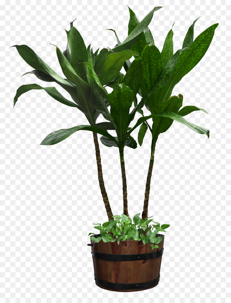 Blumentopf Zimmerpflanze - topfpflanze