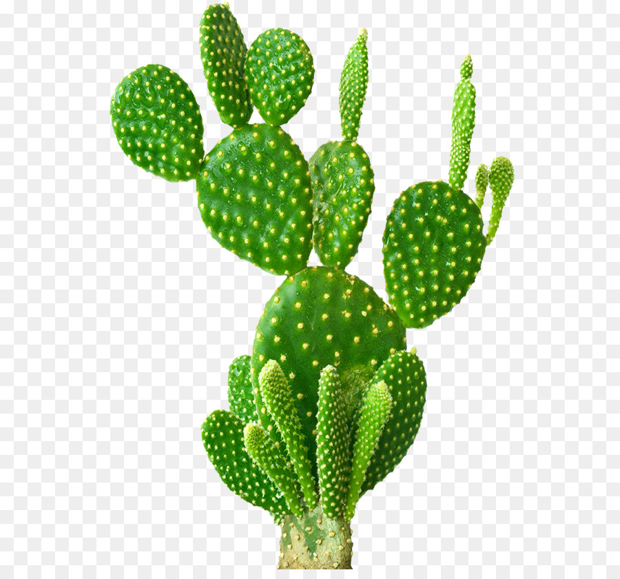 Feigenkaktus Opuntia microdasys Opuntia robusta Cactaceae Sukkulente - Kaktus