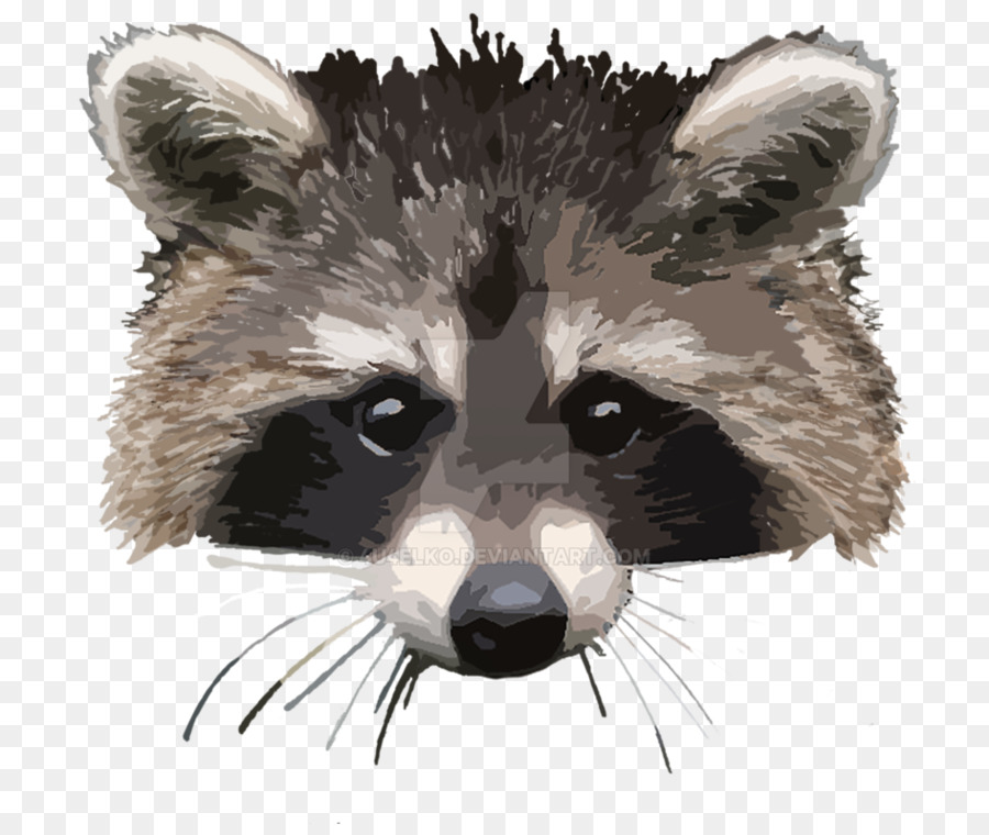 Raccoon Baffi Animale Mammifero Carnivora - Procione