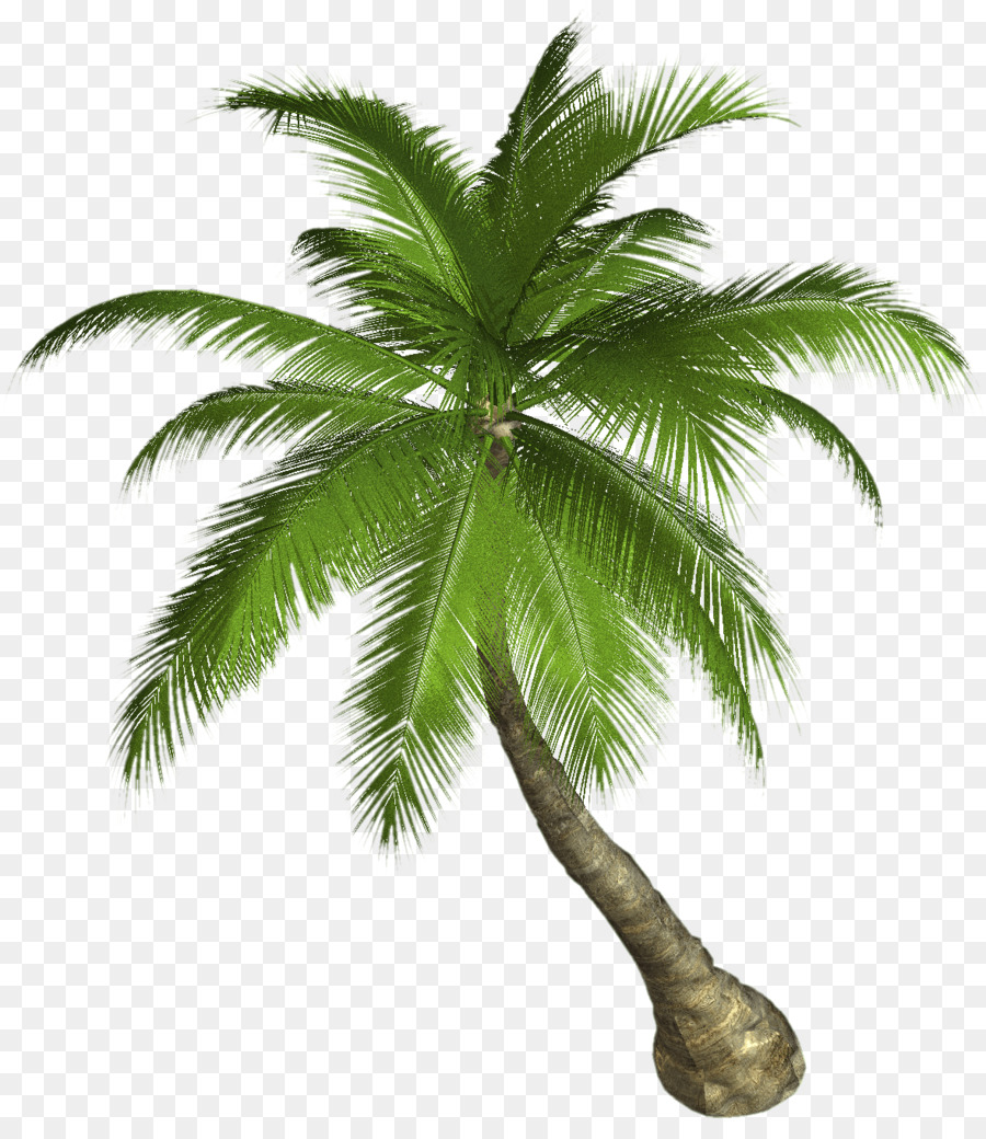 Arecaceae Baum Kokosnuss clipart - Palmblätter