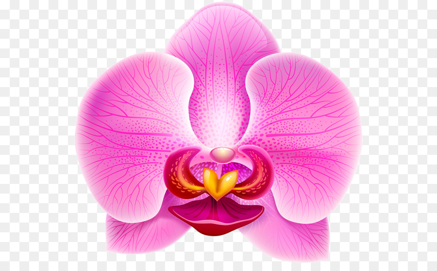 Hoa Tím Clip nghệ thuật - phong lan