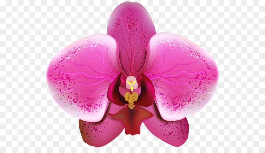 Orchidee Sfondo del Desktop Clip art - orchidea