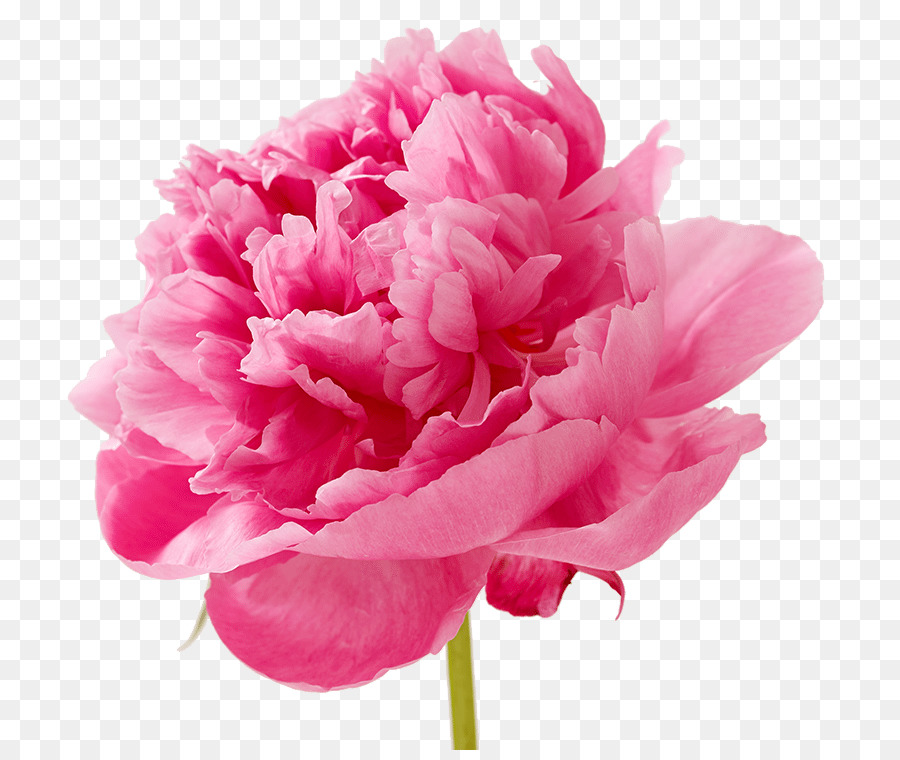Nelke, Schnittblumen, Petal Pink - Muttertag