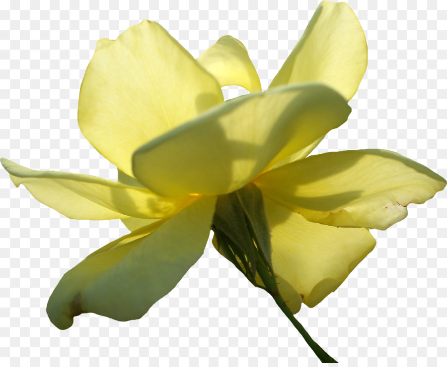 Strand-rose Blume Gelb - gelbe rose