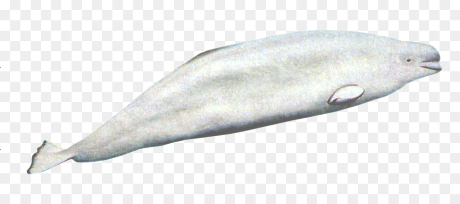 Balena Beluga Artico Porpoise di mammiferi Marini Cetacea - Balena