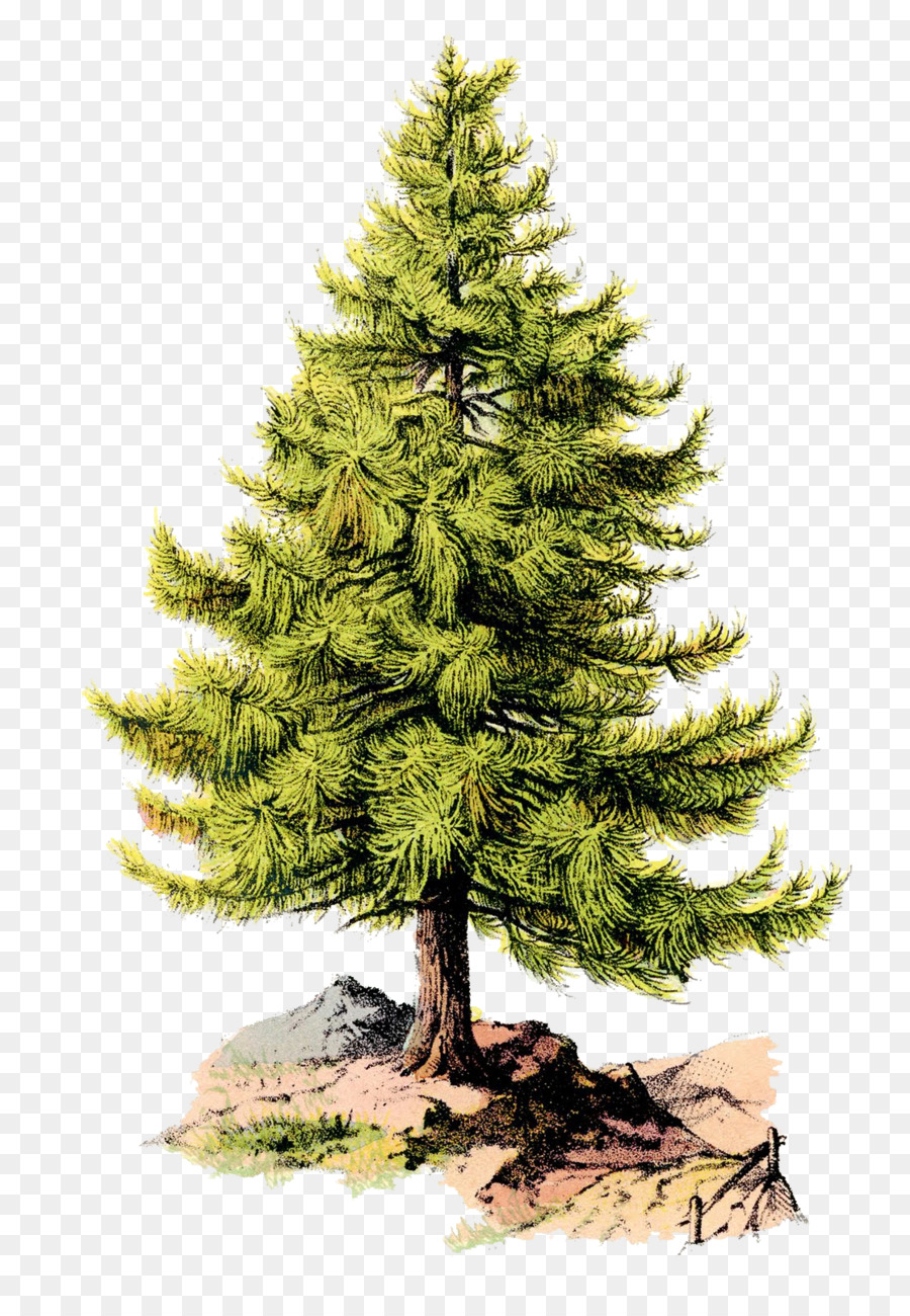 Vereinigte Staaten Amerikanische Revolution Liberty Tree Pine Tree Flag - Kiefer