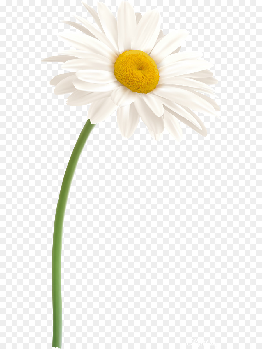 Daisy gia đình Oxeye Hoa cúc đức hoa cúc - cúc
