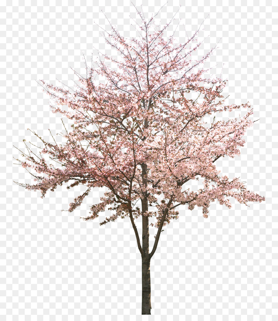 fiori di ciliegio, albero - Albicocca