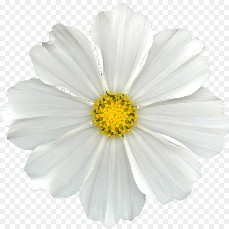 white daisy clipart no background
