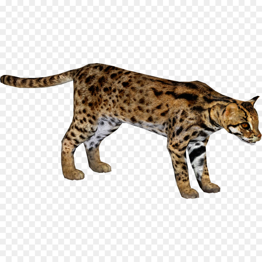 Bengal Katze California Spangled-Ocicat Felidae African leopard - Leopard