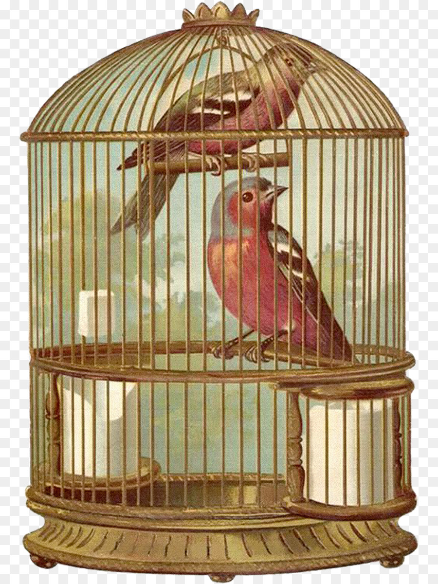 Gabbia Pappagallo Domestico canarie - gabbia per uccelli