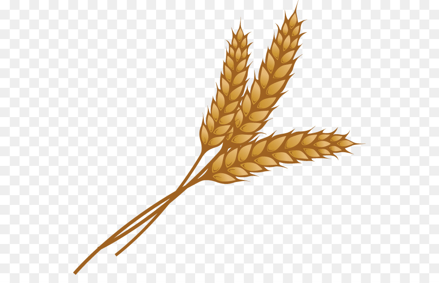 Wheat Cartoon png download - 600*563 - Free Transparent Wheat png Download.  - CleanPNG / KissPNG