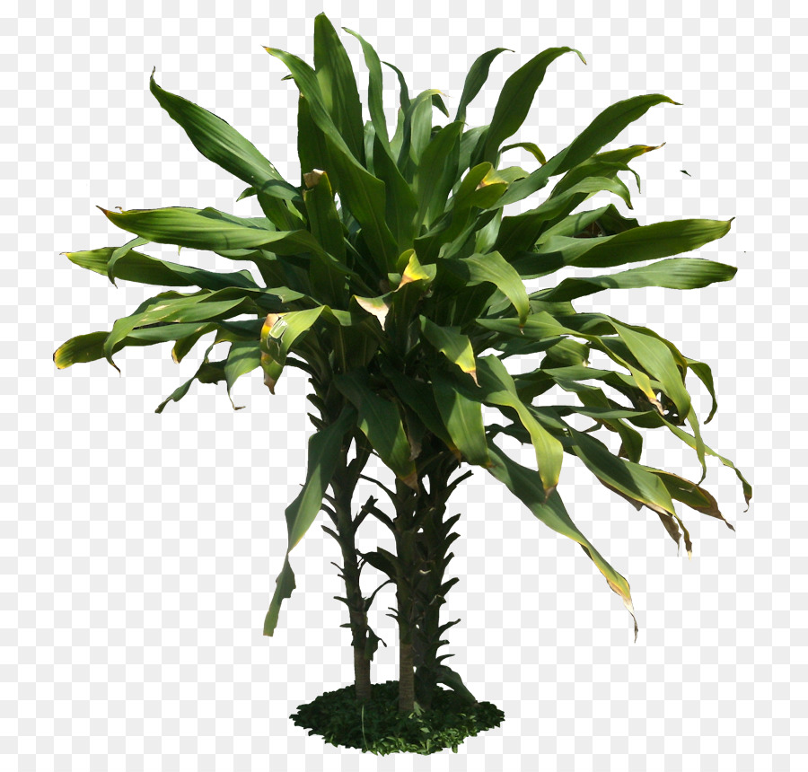 Dracaena fragrans Pflanze Tropen Desktop Wallpaper - Tropischen