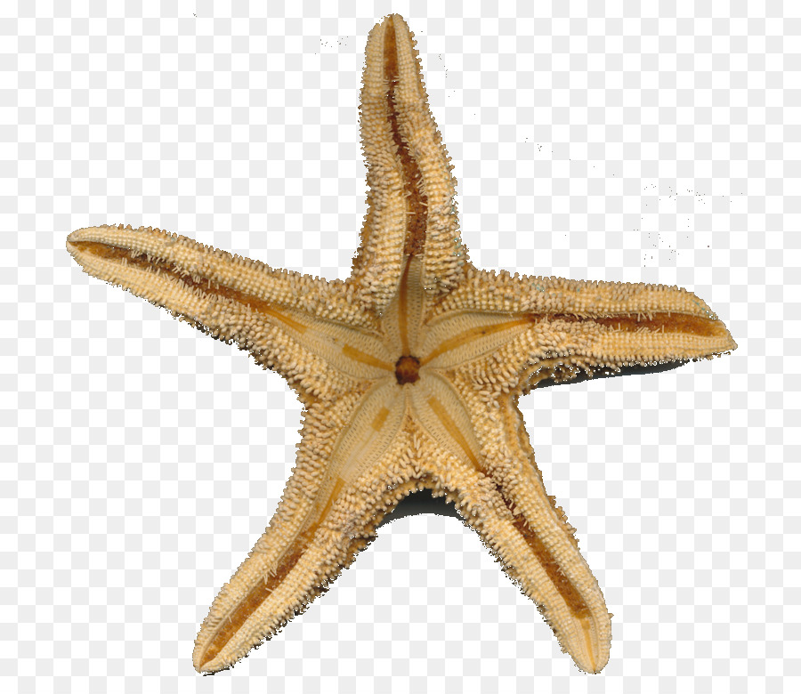 Stella marina, invertebrati Marini Giocare - stella marina