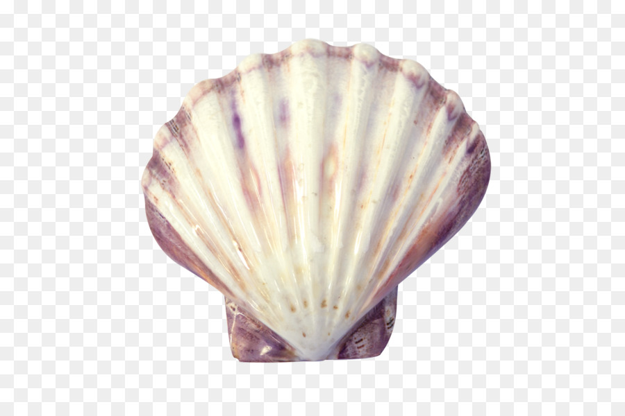 Muschel-Auster-Muschel-Muschel-Conchology - Seashell