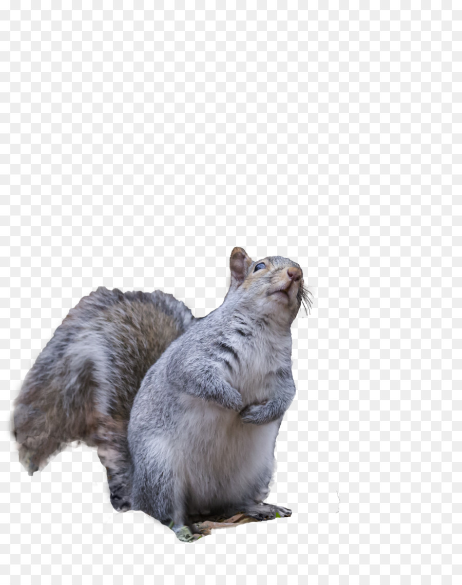 Eichhörnchen DeviantArt Clip-art - Eichhörnchen
